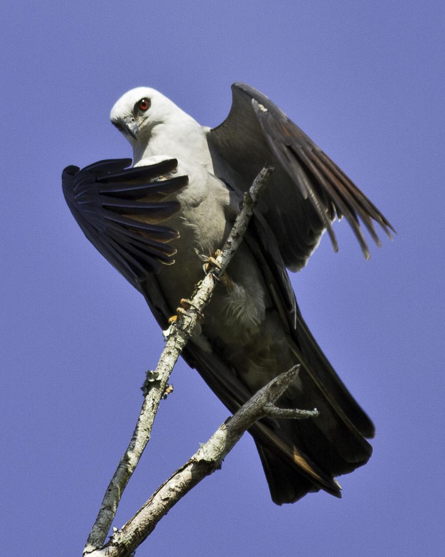 Mississippi Kite Outdoor Alabama